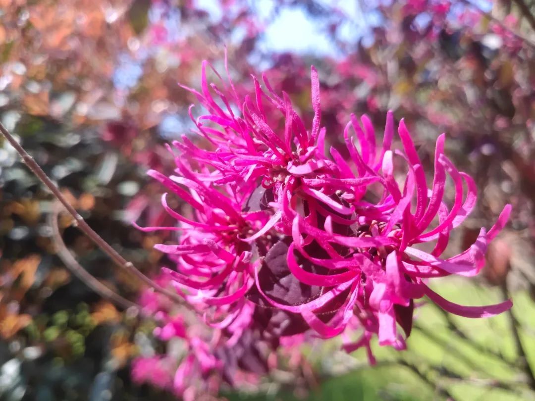 紅花檵木.jpg